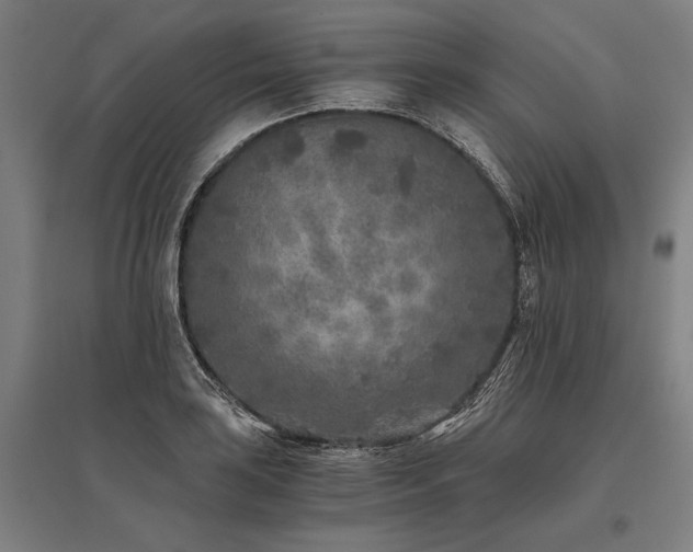 X0000096181035200801181308