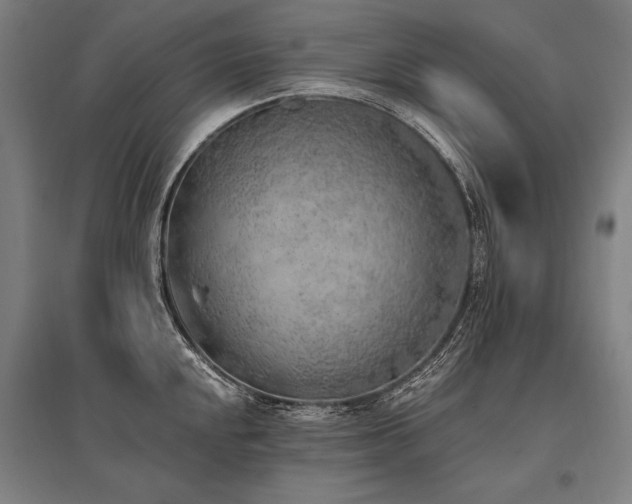 X0000096181048200801181308