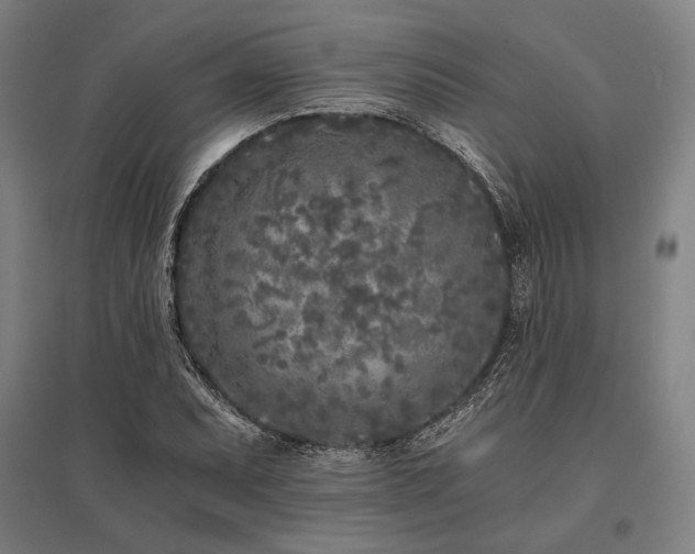 X0000096181071200801181307