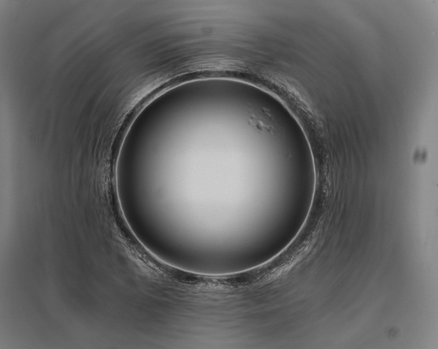 X0000096181073200801181307