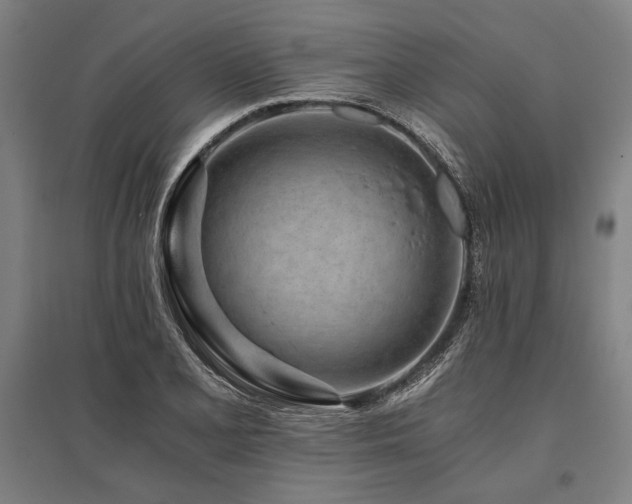 X0000096181077200801181307