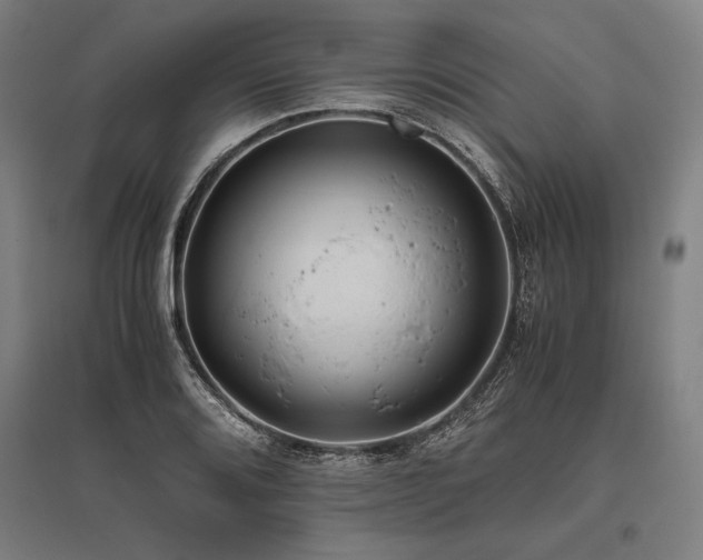 X0000096181080200801181307