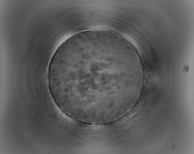 X0000096181087200801181307