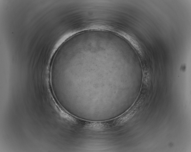 X0000096181094200801181307
