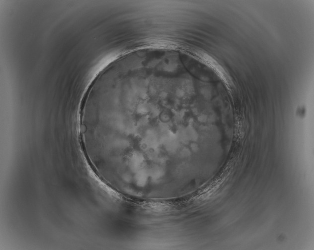 X0000096181095200801181307