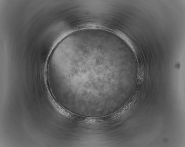 X0000096181098200801181307