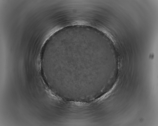 X0000096181117200801181306