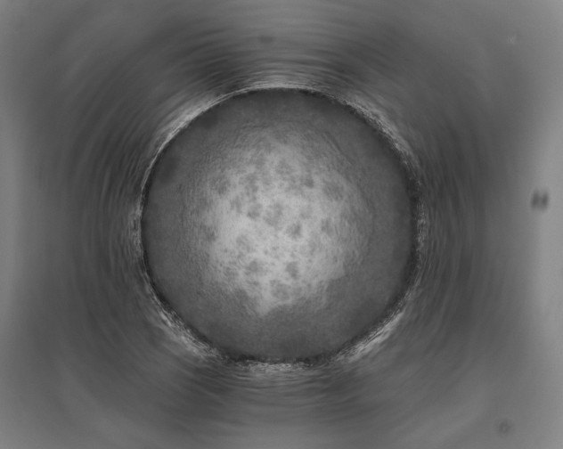 X0000096181121200801181306