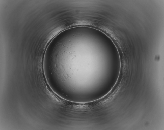 X0000096181137200801181306