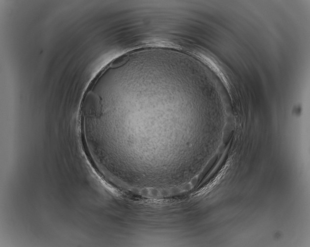 X0000096181141200801181306