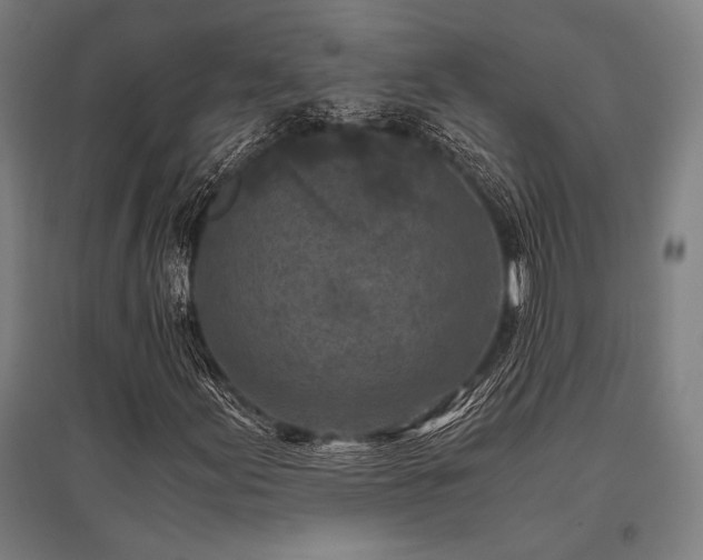 X0000096181155200801181306