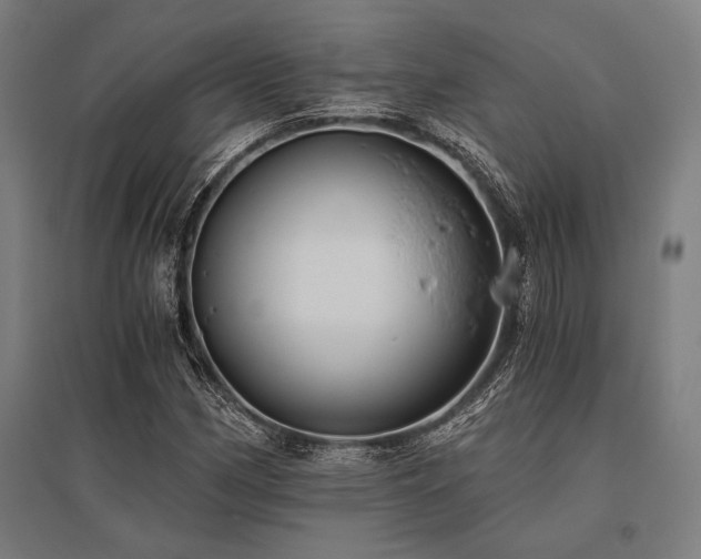 X0000096181162200801181306