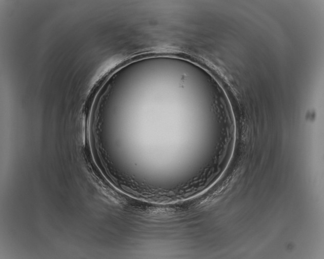 X0000096181171200801181306