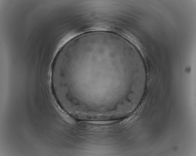 X0000096181179200801181306