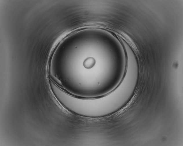 X0000096181196200801181305