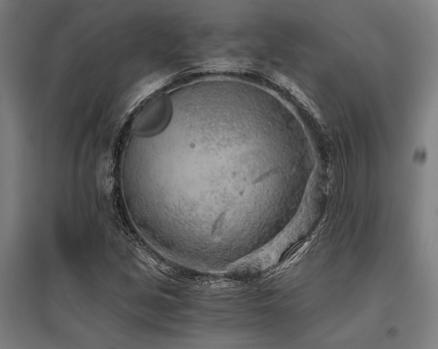 X0000096181213200801181305