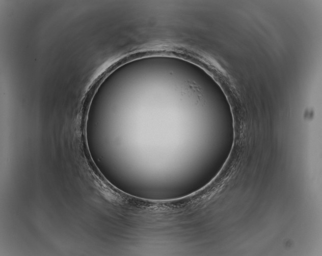 X0000096181216200801181305