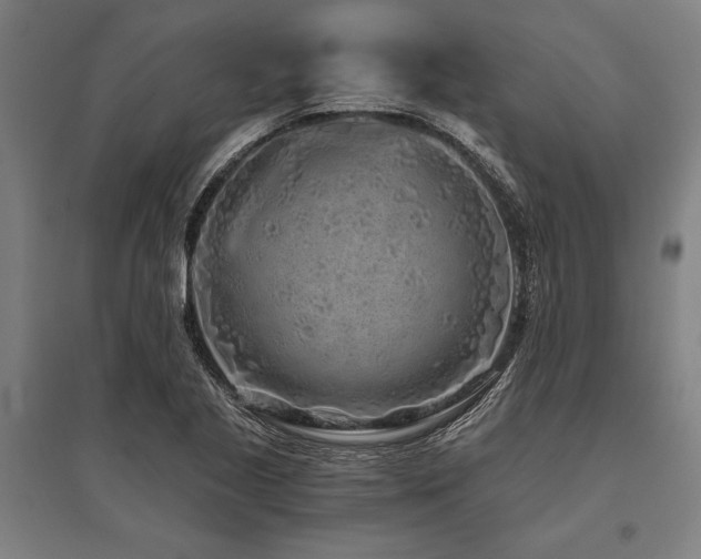 X0000096181221200801181305