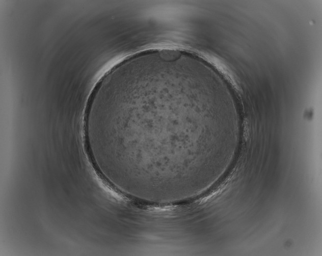 X0000096181229200801181305