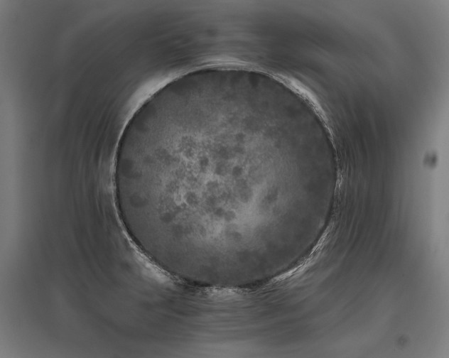 X0000096181231200801181305