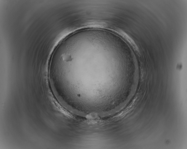 X0000096181240200801181305