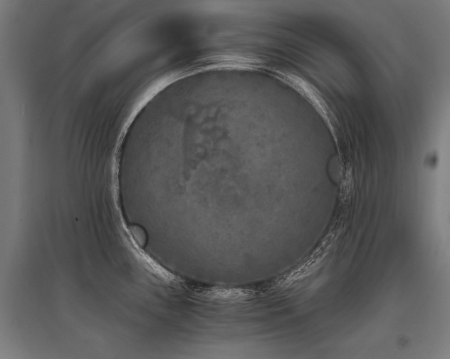 X0000096181243200801181305