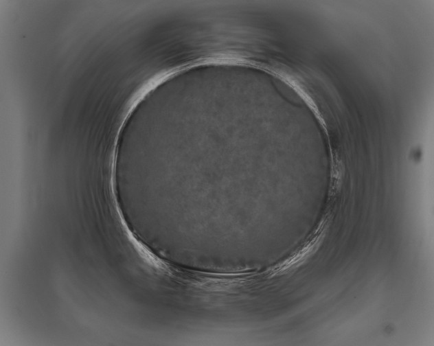X0000096181245200801181305