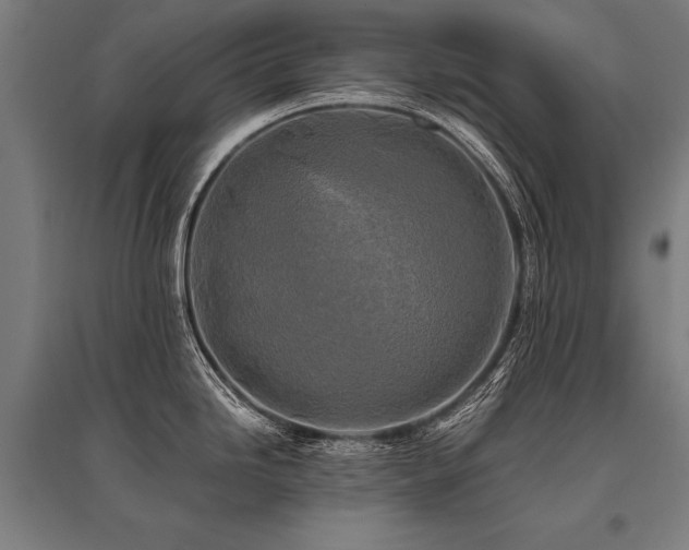 X0000096181246200801181305