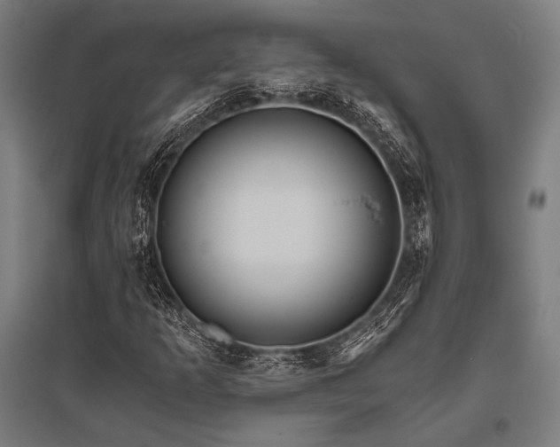 X0000096181253200801181305