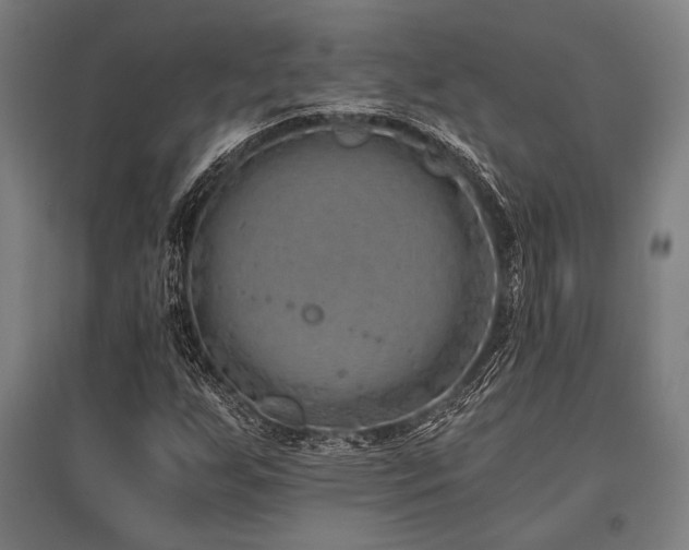 X0000096181255200801181305