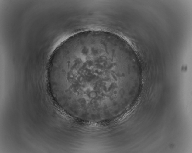 X0000096181263200801181304