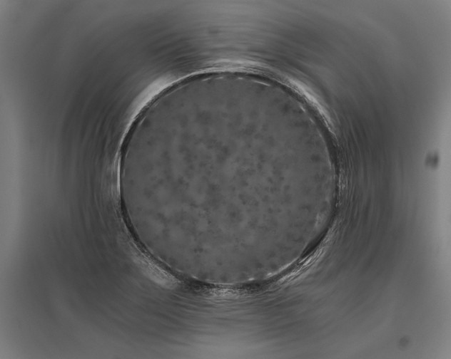 X0000096181275200801181304