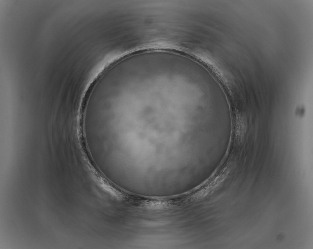 X0000096181278200801181304
