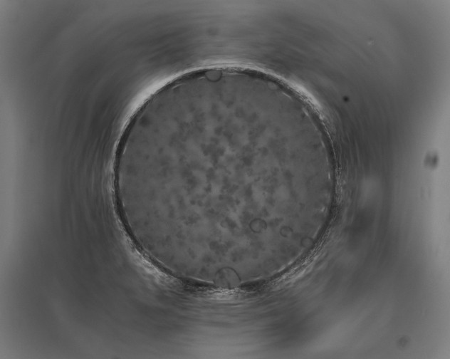 X0000096181279200801181304