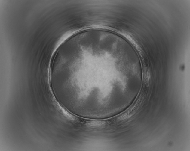 X0000096181294200801181304