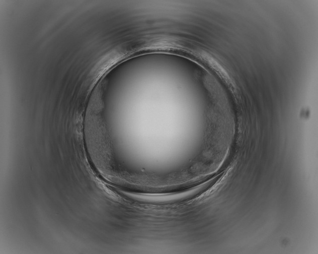 X0000096181329200801181304
