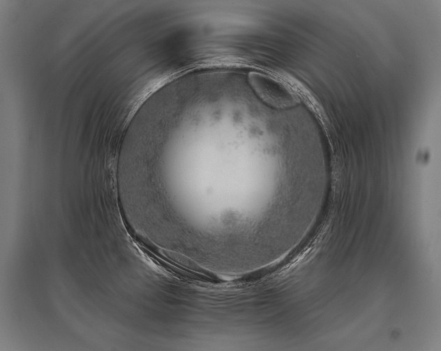 X0000096181337200801181304