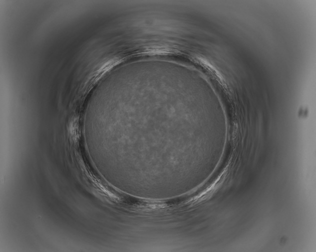 X0000096181353200801181303