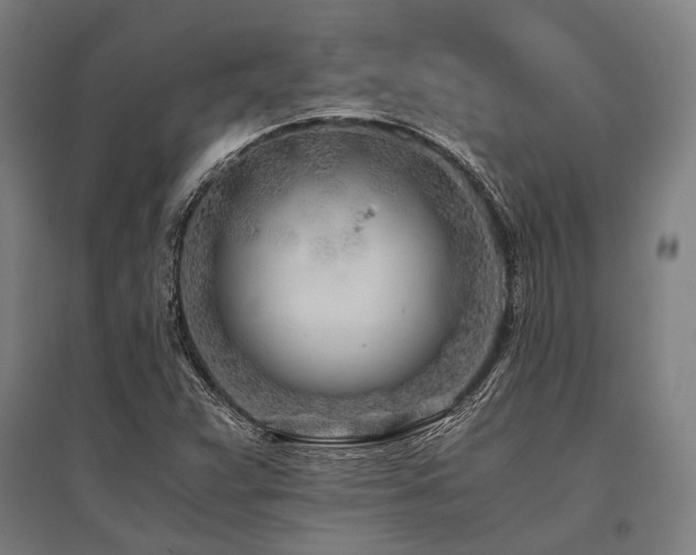 X0000096181359200801181303