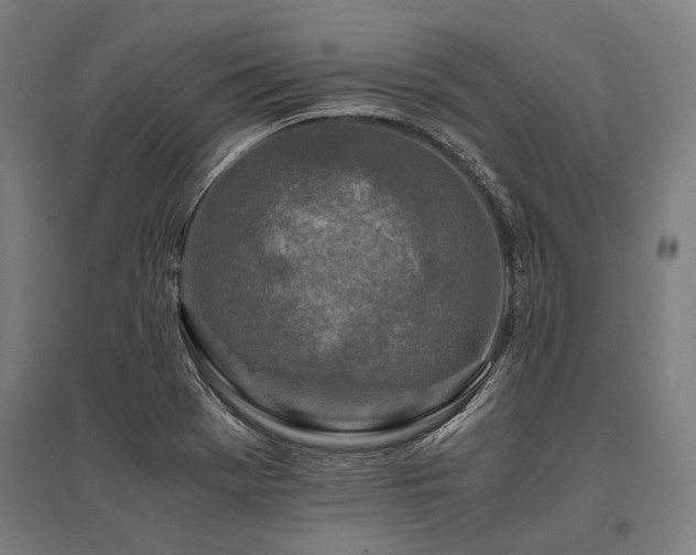 X0000096181369200801181303