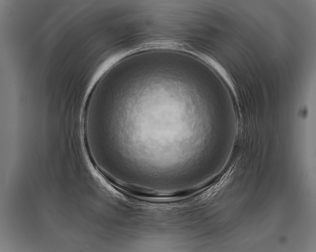 X0000096181389200801181303