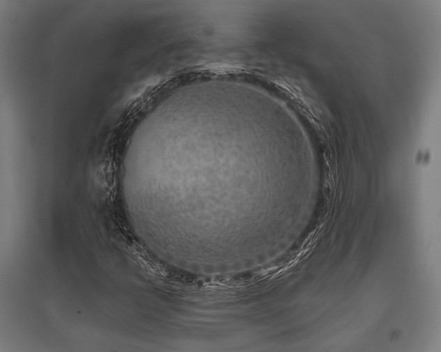 X0000096181398200801181302