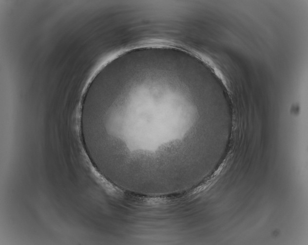 X0000096181421200801181302