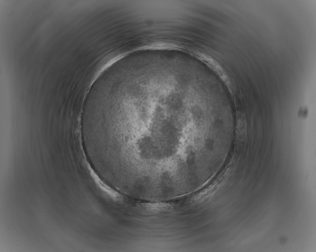 X0000096181425200801181302
