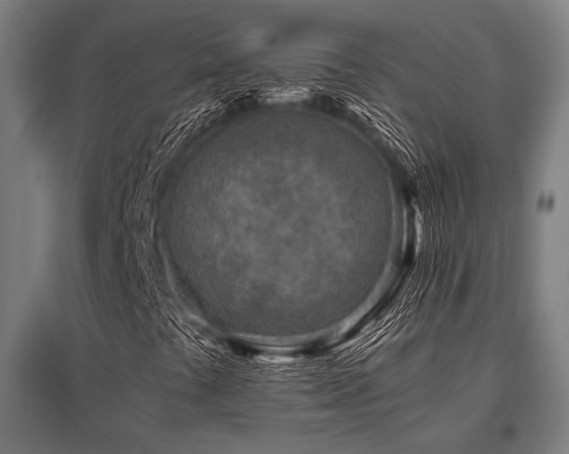X0000096181441200801181302