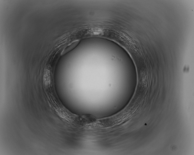 X0000096181442200801181302
