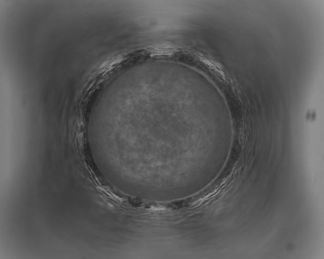 X0000096181445200801181302