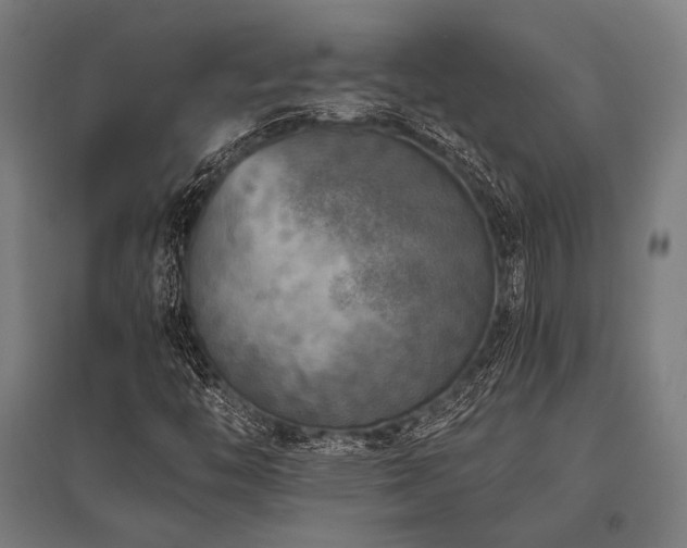 X0000096181446200801181302