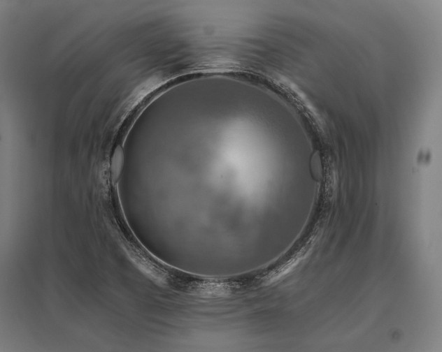 X0000096181457200801181302