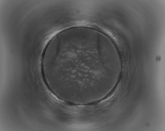 X0000096181463200801181302